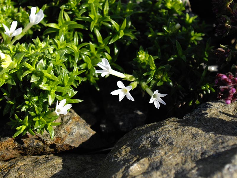 Phlox austromontana photo